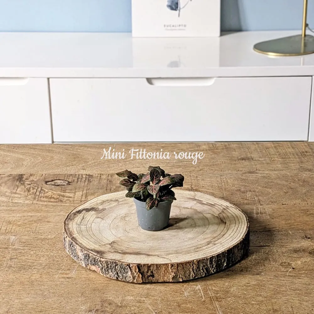 Réconciliation Végétale recharge terrarium petit modèle 1 plante
