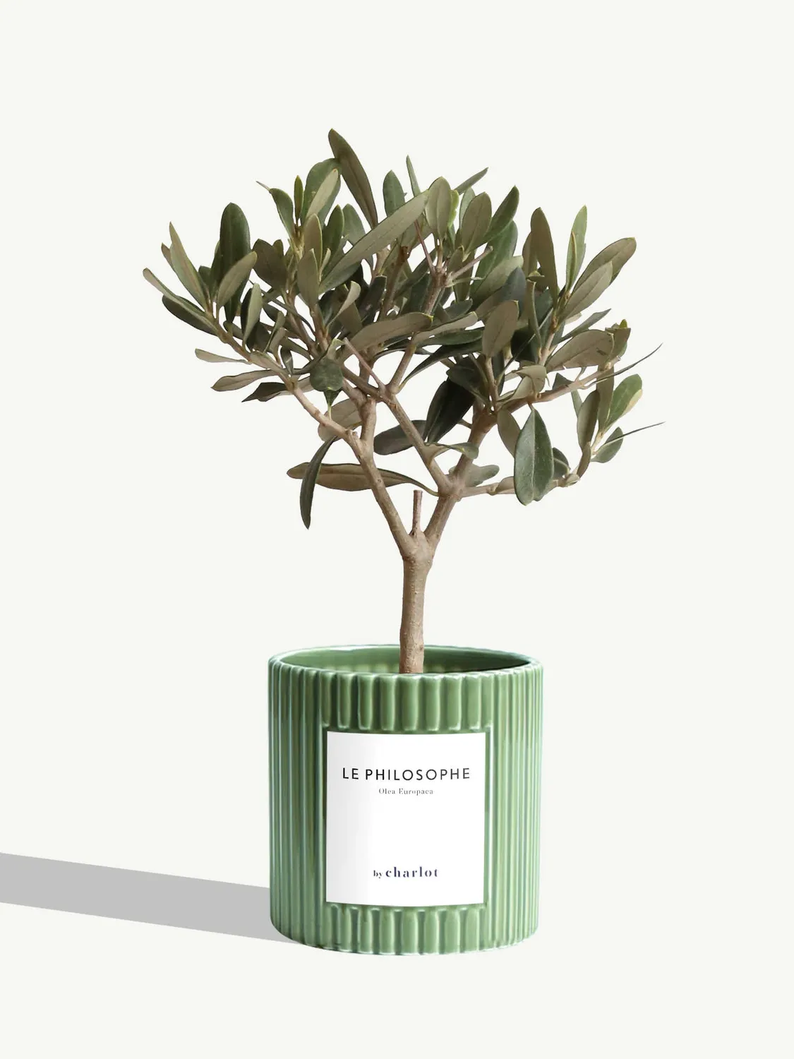 By Charlot Le Philosophe olivier plante pot 10 cm