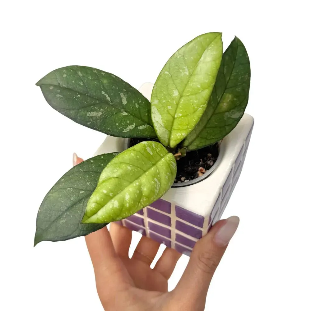 Plant and Stories Hoya Crassipetiolata plante pot 6 cm charnue
