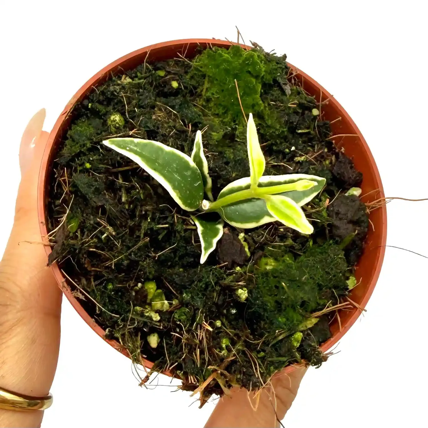 Plant and Stories Bella Variegata hoya 8 cm panaché