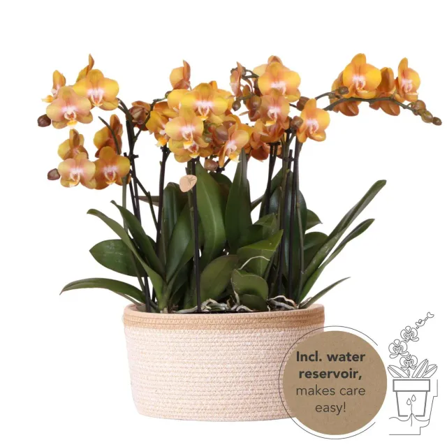 PLANT AND STORIES Phalaenopsis Las Vegas orchidée orange panier 3