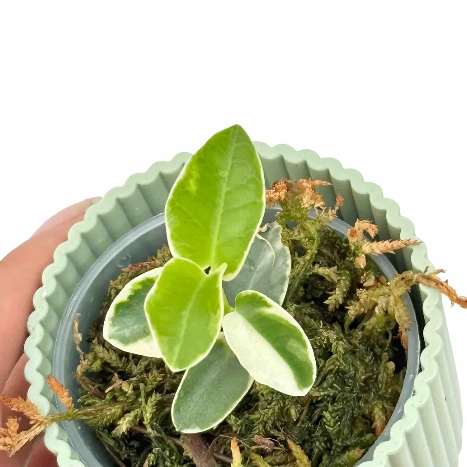 Plant and Stories Hoya Cumingiana plante pot 6 cm panaché
