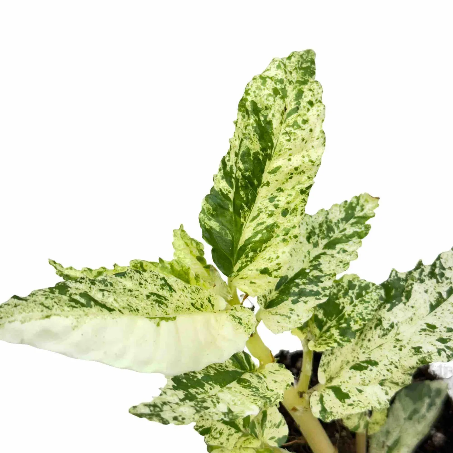 Plant and Stories Pellionia Repens Variegata plante pot 6cm nacrée