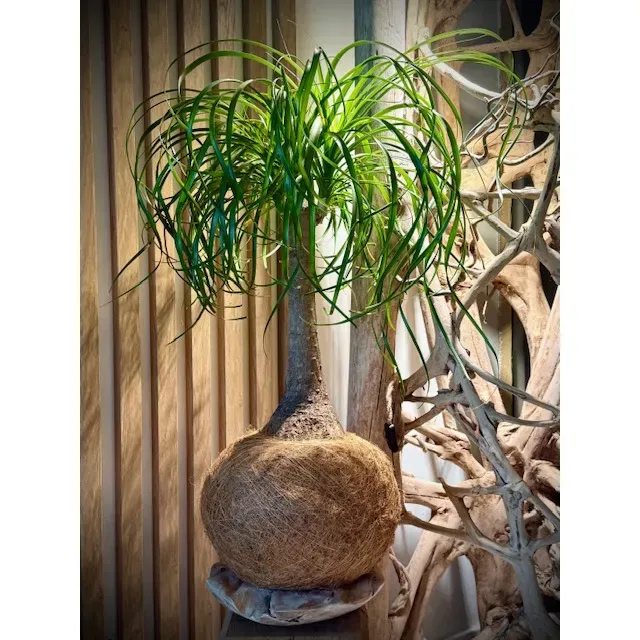 Oh My Green Beaucarnea coco taille XXL cocodama soleil