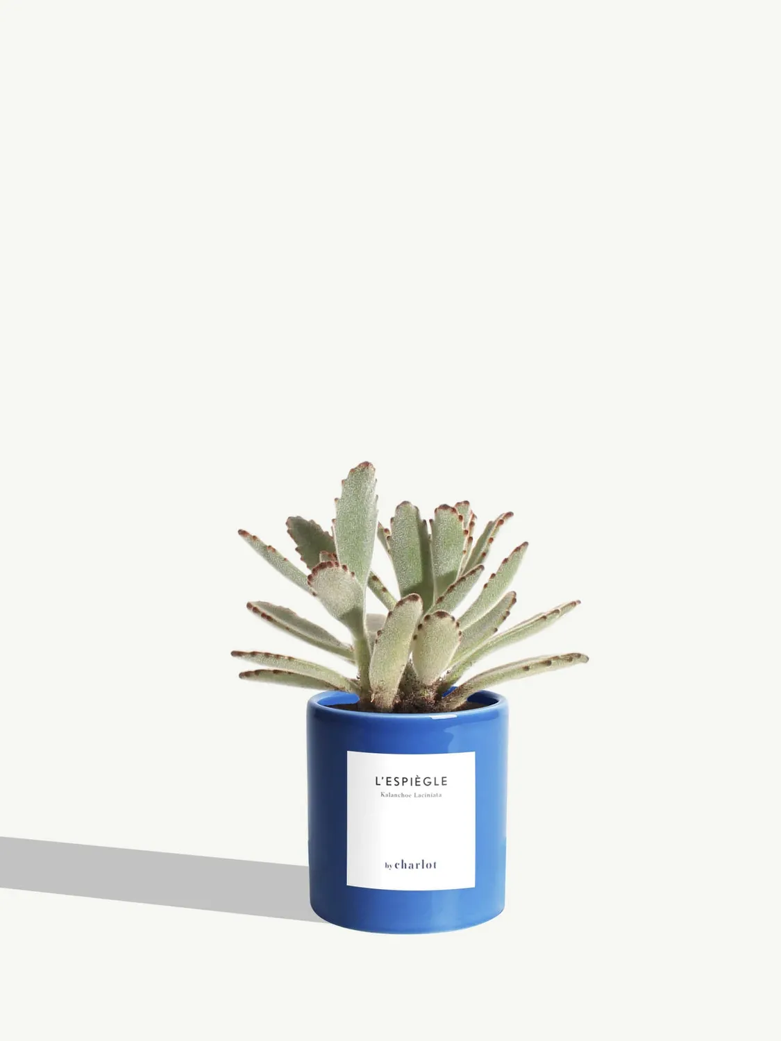 By Charlot L’Espiègle kalanchoe plante XS pot 8 cm
