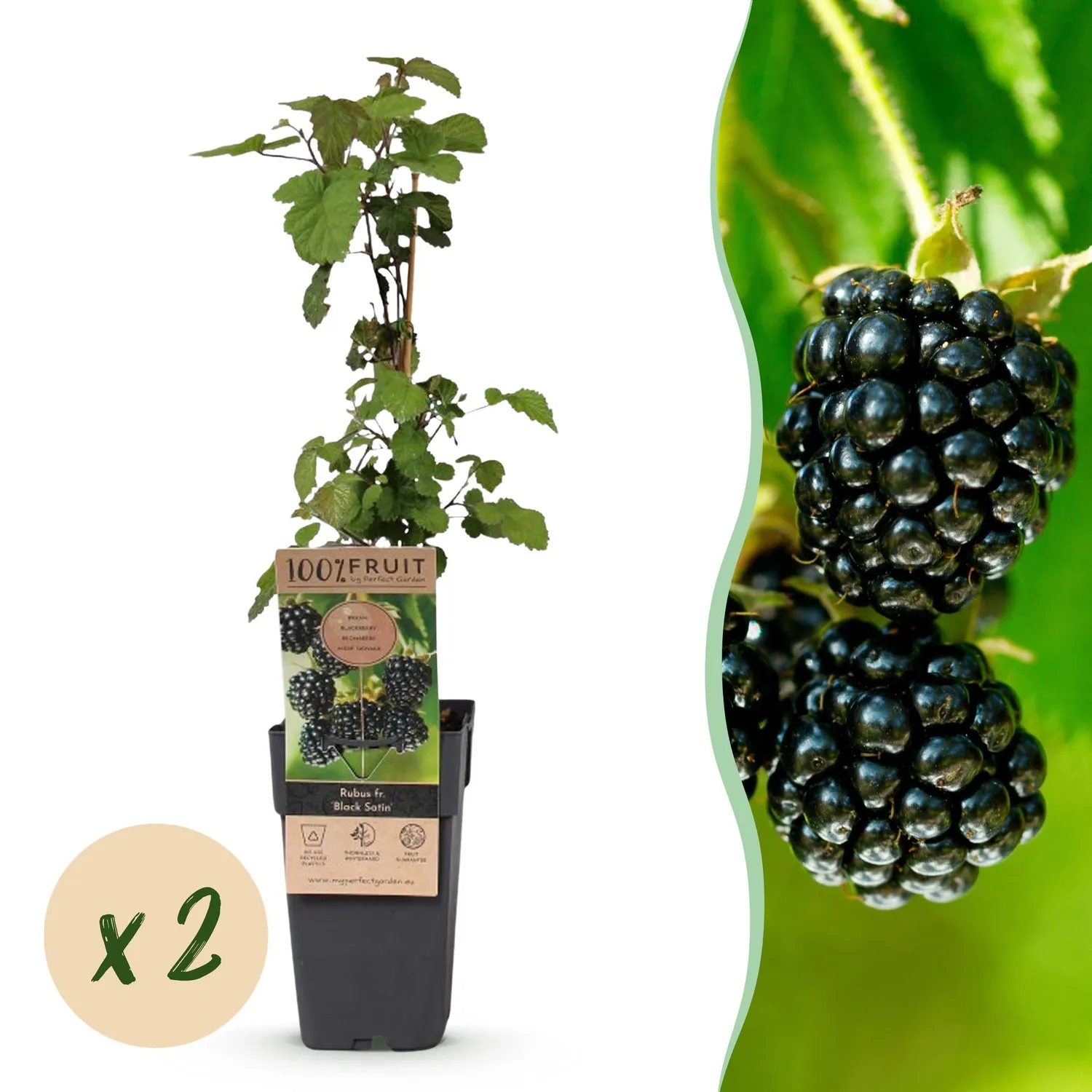 Plant and Stories Black Satin mûre ronce fruitière lot de 2