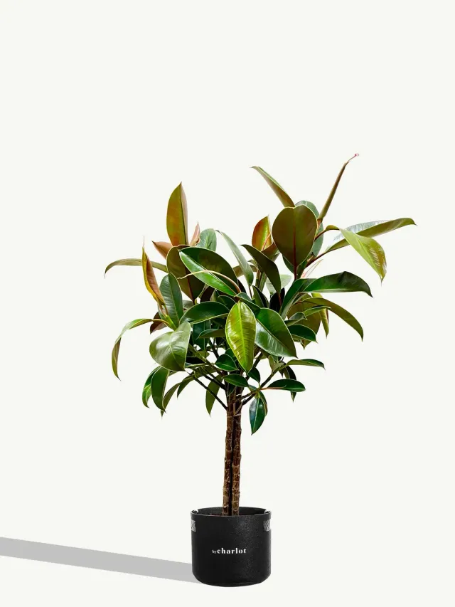 By Charlot Le Magnifique plante recharge XL grande
