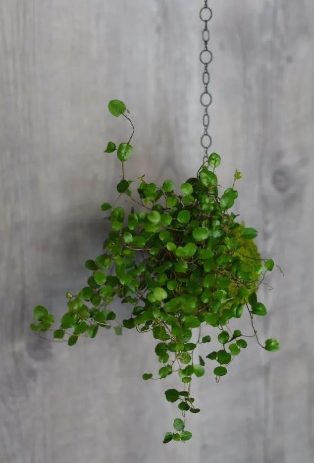 Aquaphyte Kokedama Myohoji Ichi plante retombante