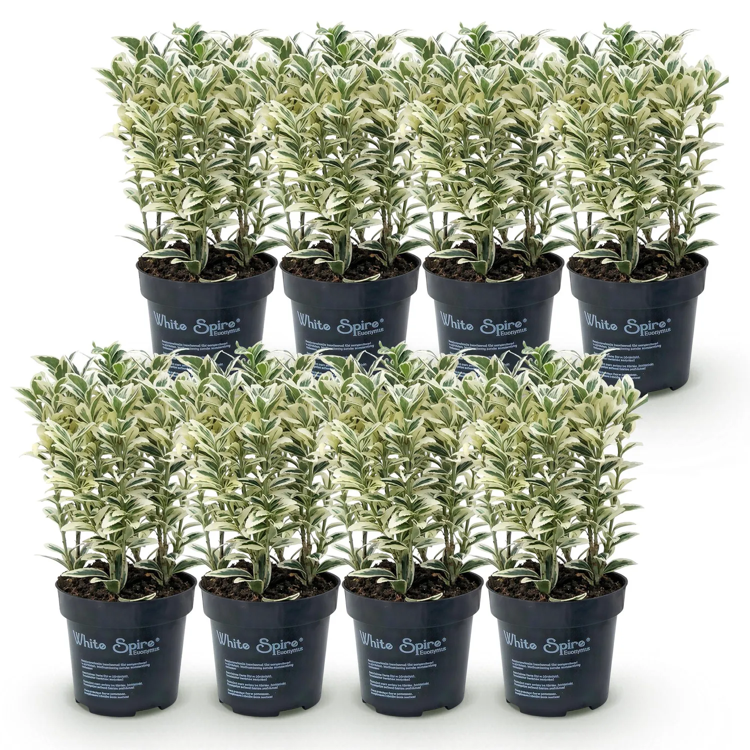 PLANT AND STORIES Fusain White Spire plante haie 8 plants panaché