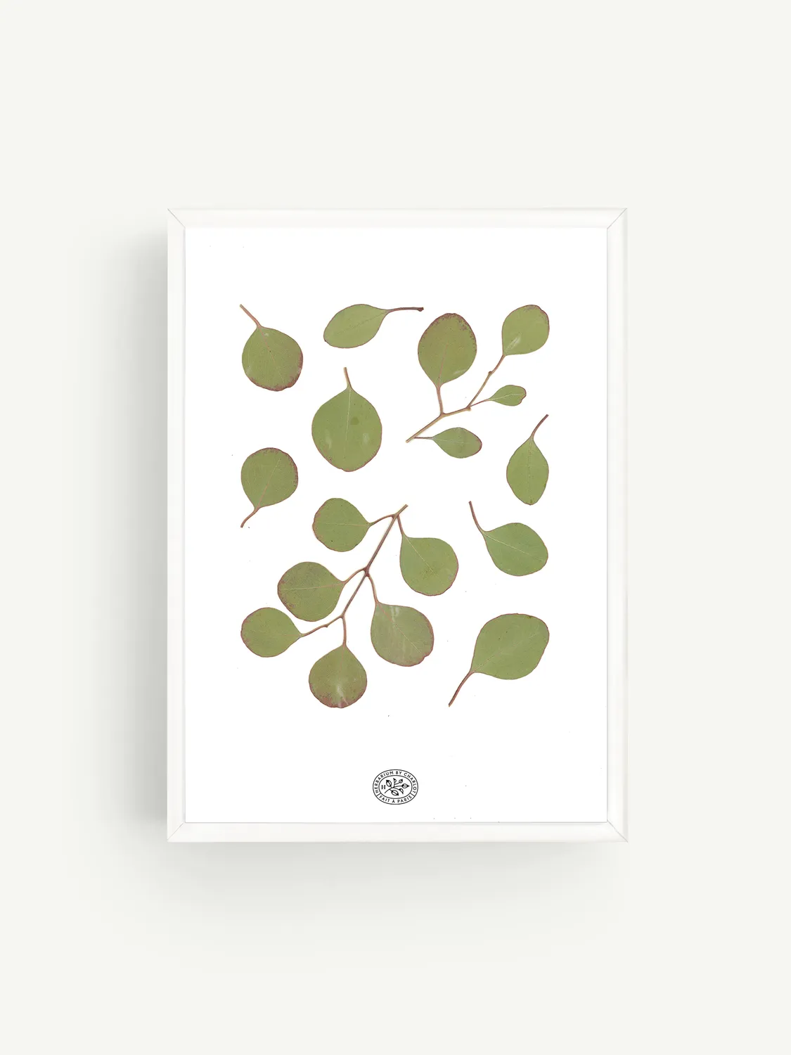 By Charlot herbier Eucalyptus Blanc 21x30 cm