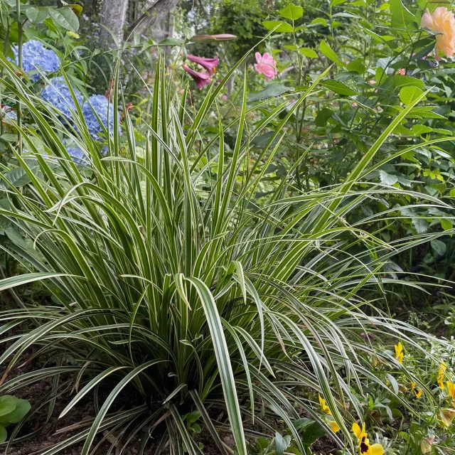 Plant and Stories Ice Dance laîche Carex pot 17 cm 1 plant