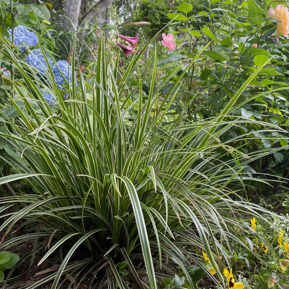 Plant and Stories Ice Dance laîche Carex pot 17 cm 1 plant