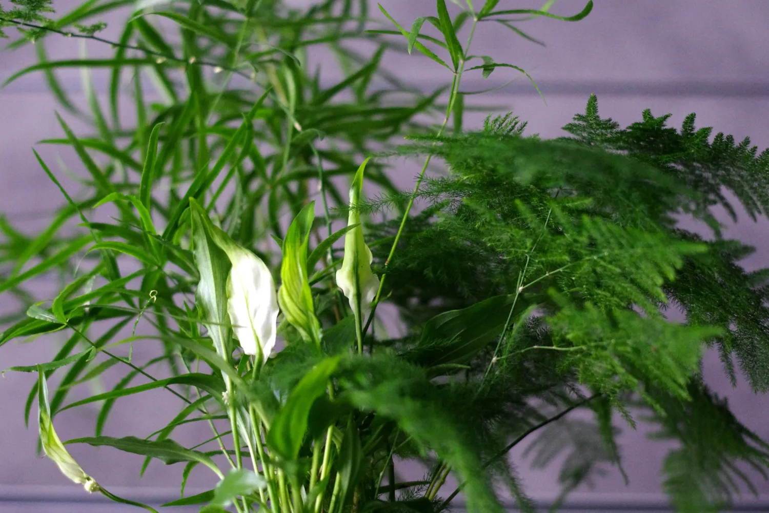 Aquaphyte Monte Verde kokedama trio tropical dépolluant