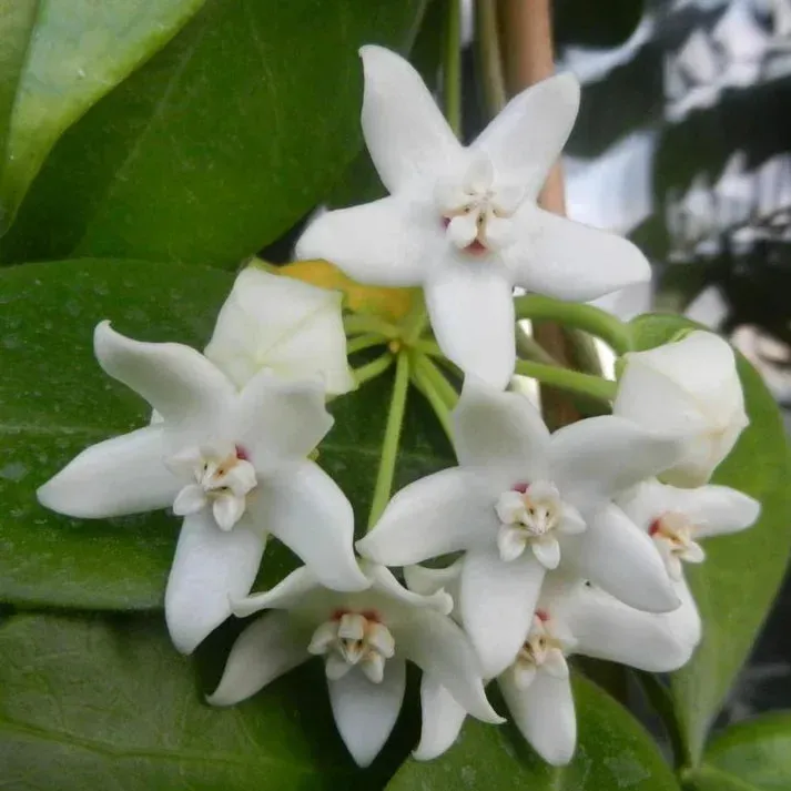 PLANT AND STORIES Hoya Albiflora plante d'intérieur pot 9cm