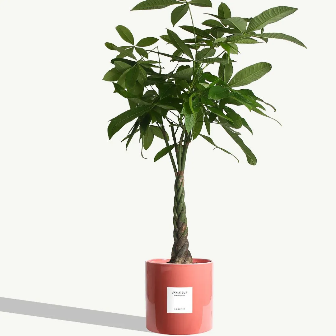 By Charlot Rose Sorbet cache-pot céramique 24 cm rose