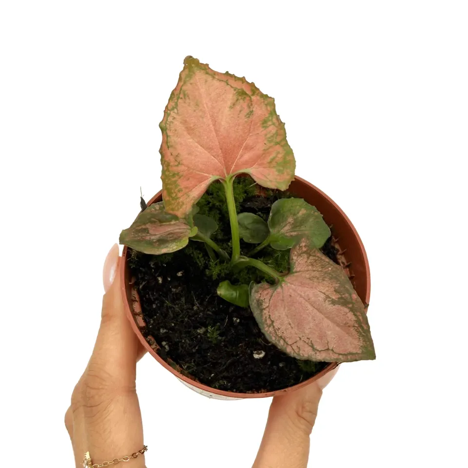 Plant and Stories Syngonium Orm Nak plante pot 8 cm nacré