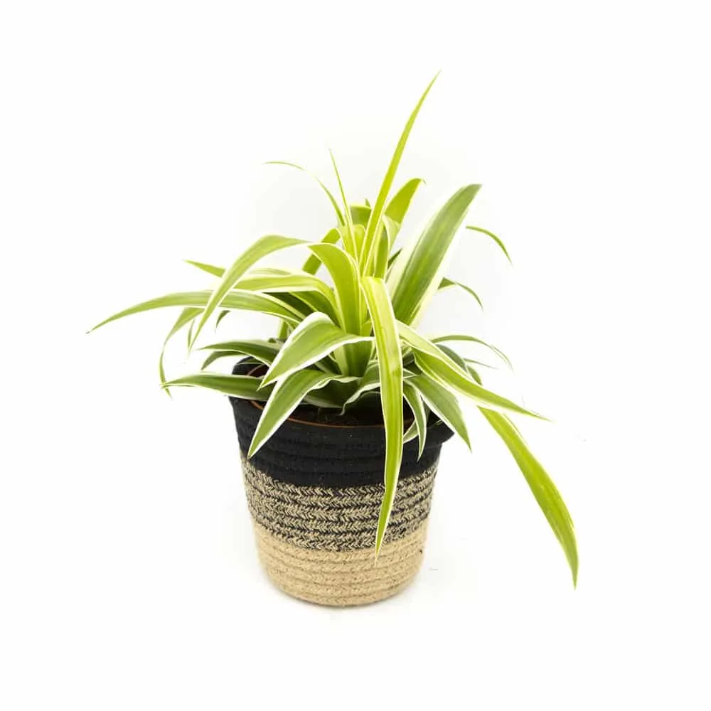 Réconciliation Végétale Lot 4 plantes vertes dépolluantes intérieur