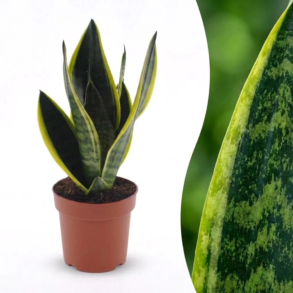 Plant and Stories Sansevieria Futura Superba langue belle-mère pot 12 cm
