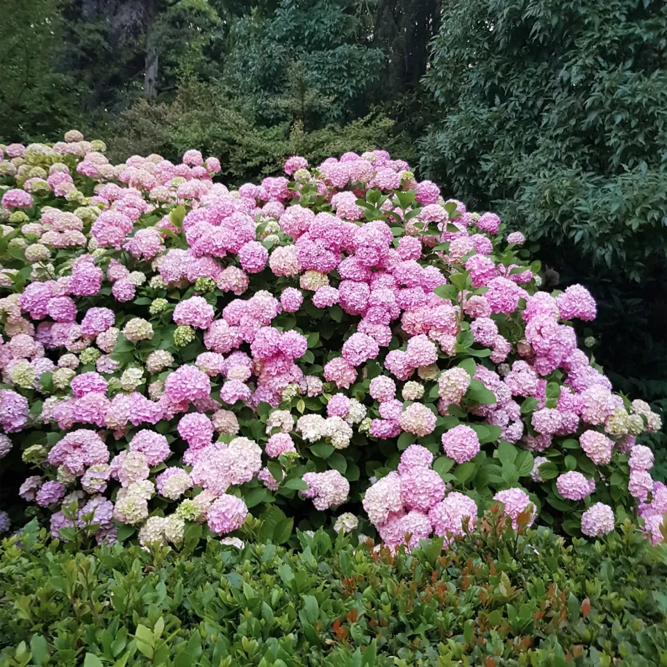 Plant and Stories Hortensia Macrophylla rose arbuste pot 12cm 1 plant