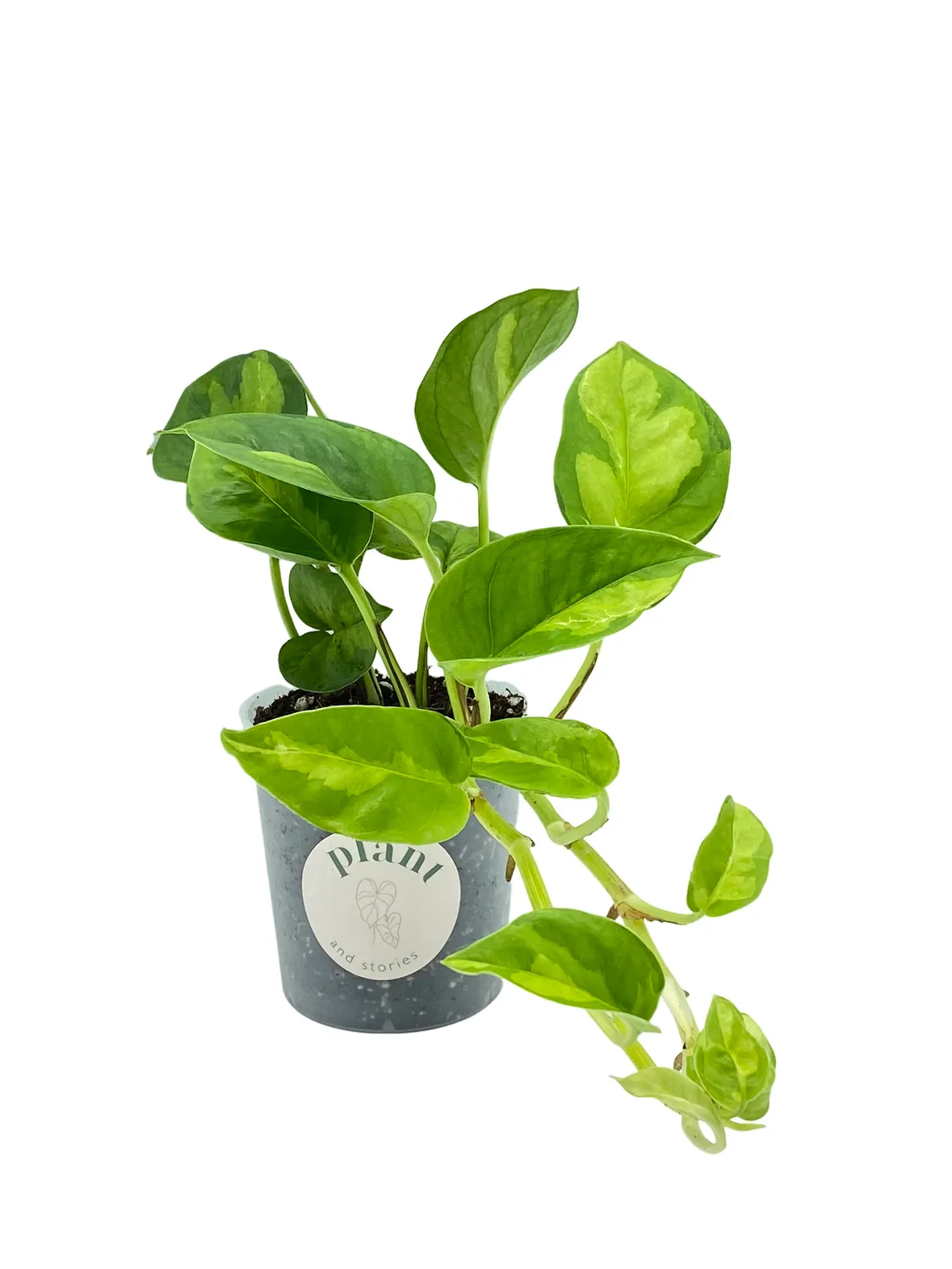 Plant and Stories Global Green pothos pot 6 cm bicolore
