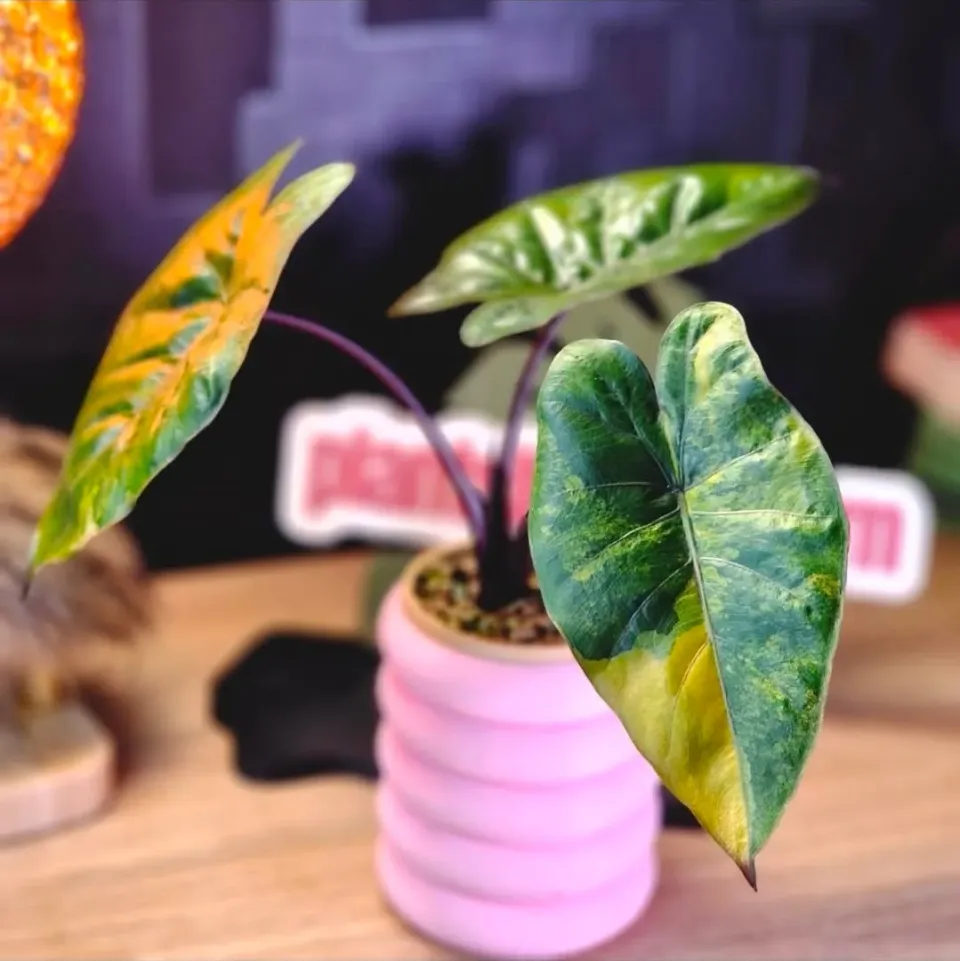 plant.ess Plumbea Gold corme alocasia doré collecteur