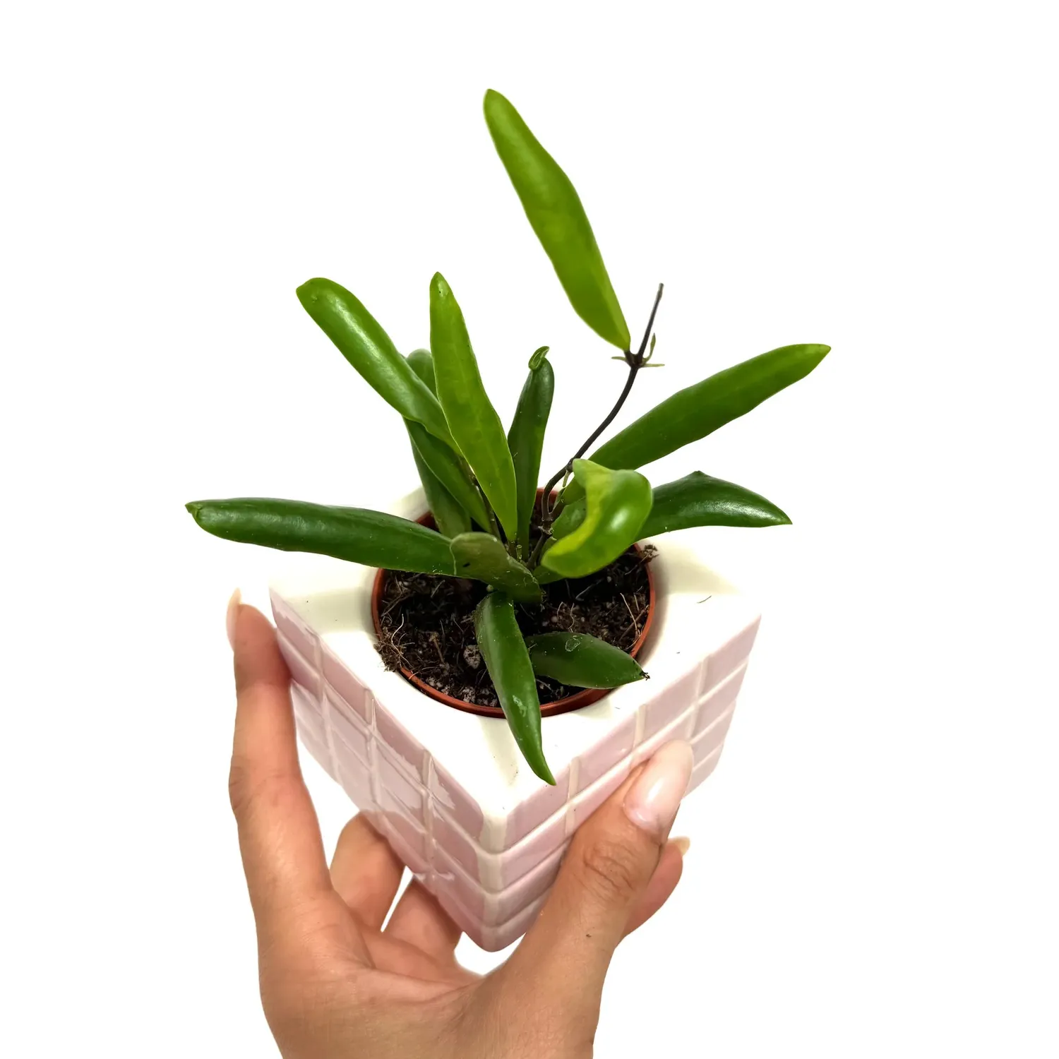 Plant and Stories Hoya Loheri plante rare pot 6 cm