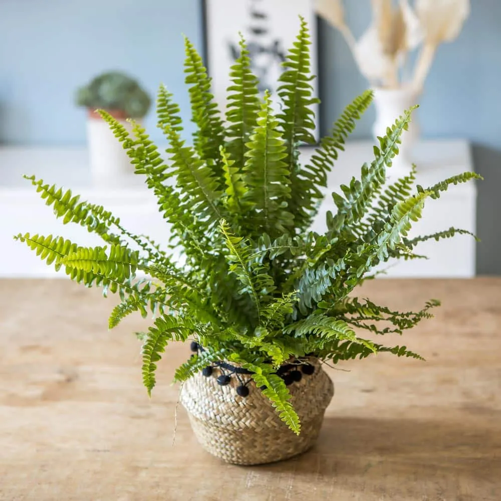 Réconciliation Végétale Lot 4 plantes vertes dépolluantes intérieur