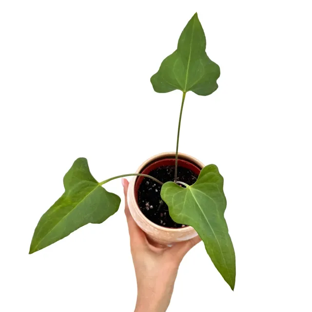 Plant and Stories Anthurium Podophyllum plante verte pot 9 cm