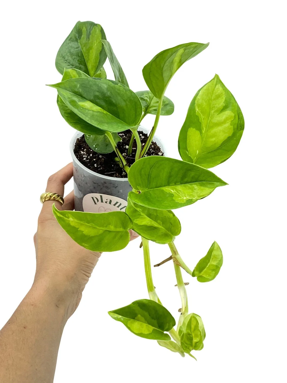 Plant and Stories Global Green pothos pot 6 cm bicolore