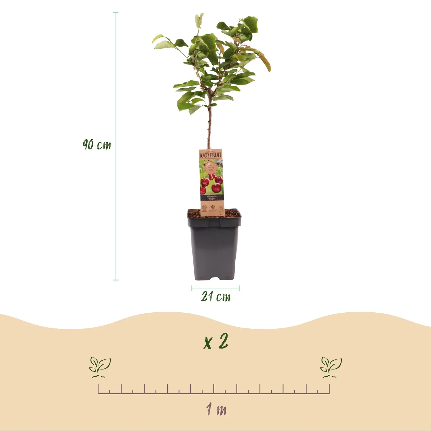 Plant and Stories cerisier Regina fruitier pot 21 cm