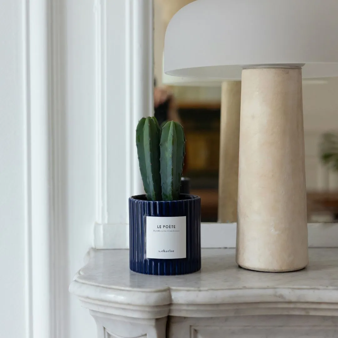 By Charlot Le Poète cactus pot S Myrtillocactus