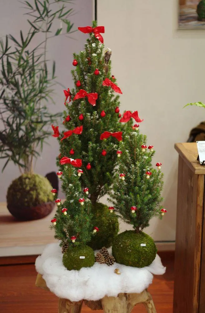 AQUAPHYTE Mon beau Sapin kokedama picea Noël