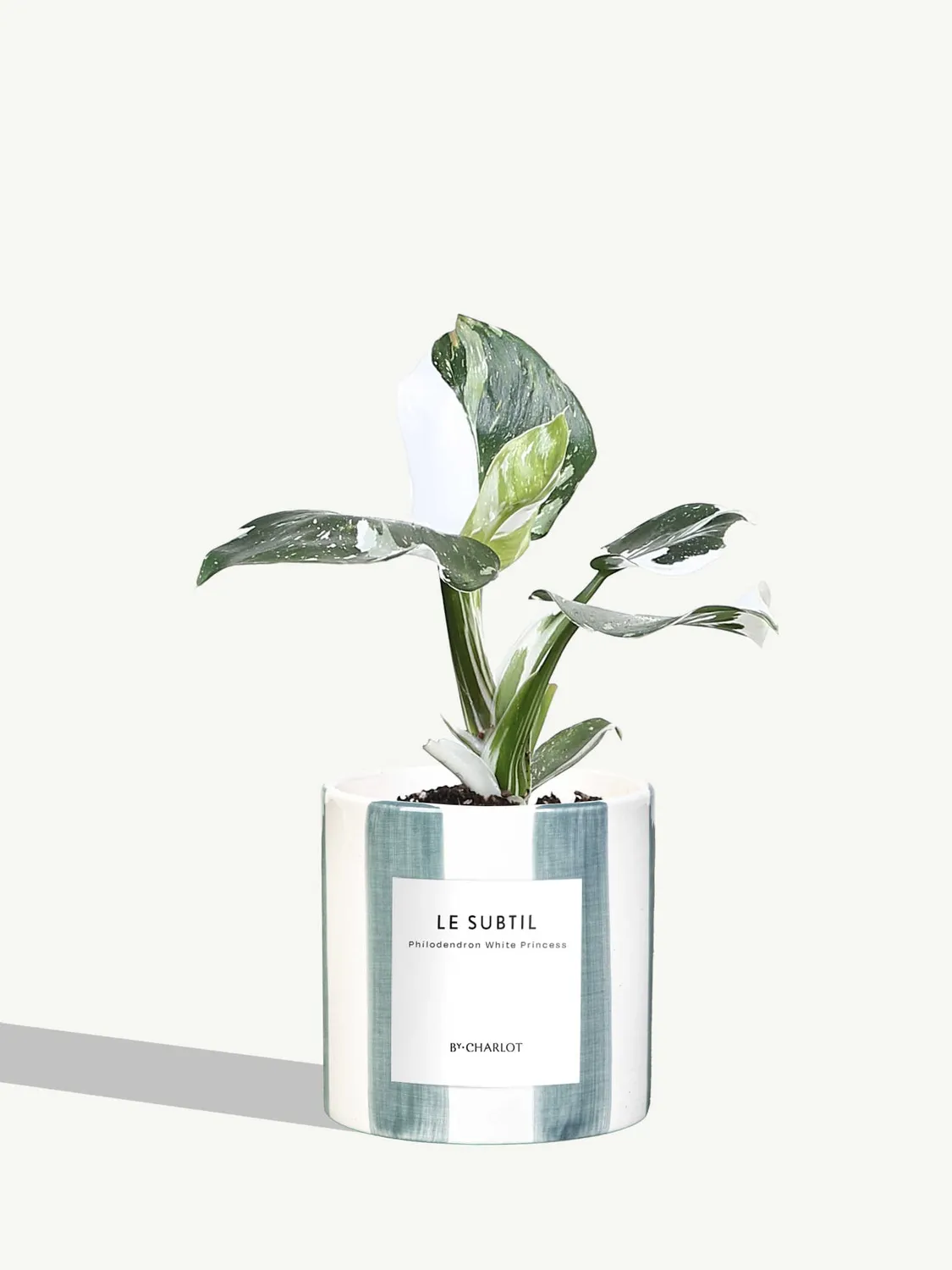 By Charlot Le Subtil Plante Facile Entretien Standard