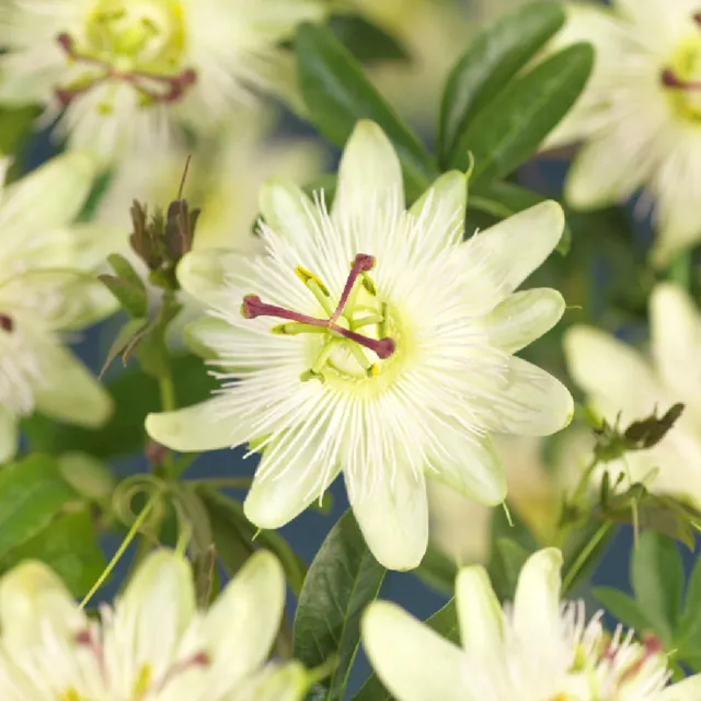 Plant and Stories Passiflore Avalanche plante grimpante lot 2
