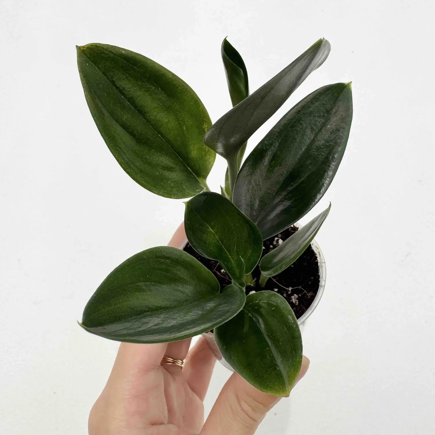 Plant and Stories Scindapsus Treubii Dark Form grimpante pot 12 cm