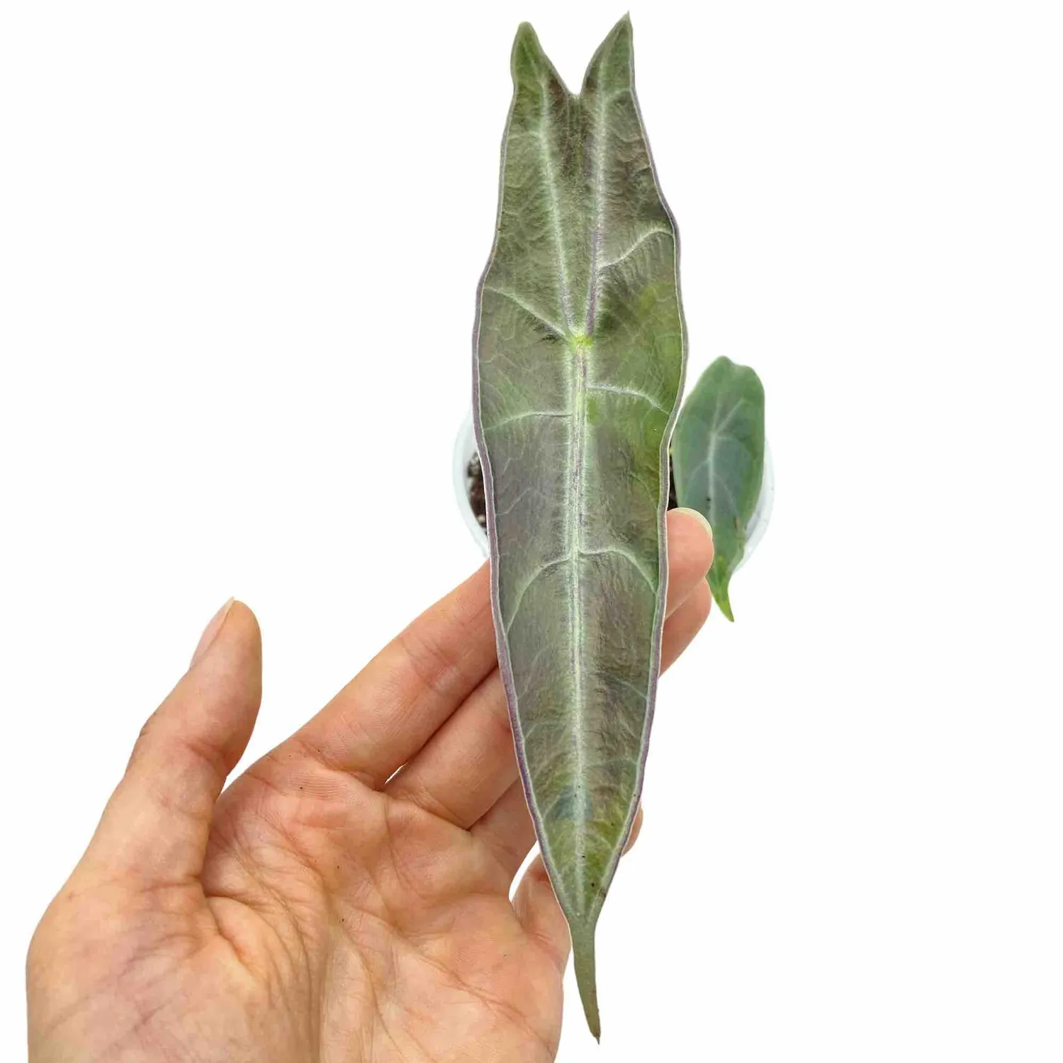 Plant and Stories Longiloba Purple alocasia pot 9cm violet