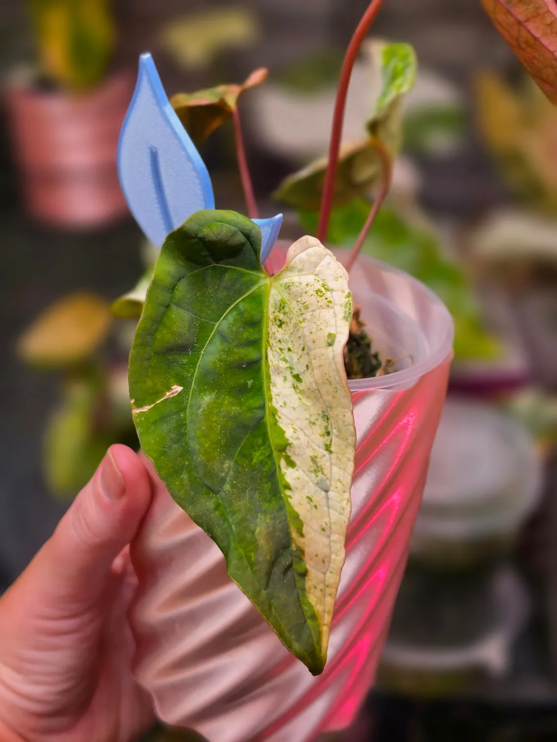 plant.ess Anthurium Papillilaminum Peach x DPN plante panachée clone