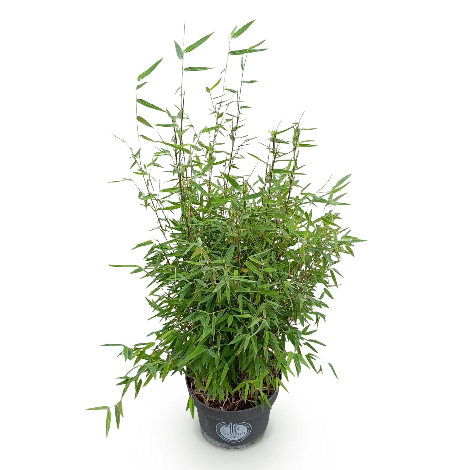 Plant and Stories Bambou Red Dragon brise-vue pot 23 cm