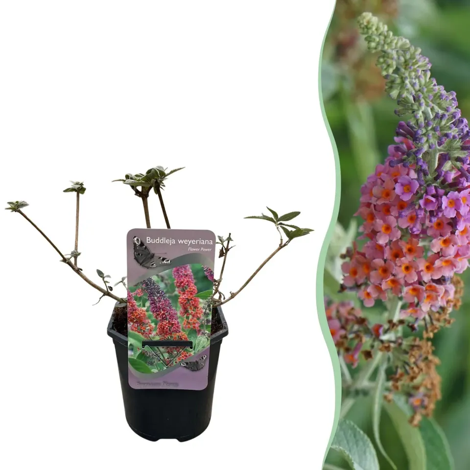 Plant and Stories Flower Power arbre aux papillons 1 plant soleil