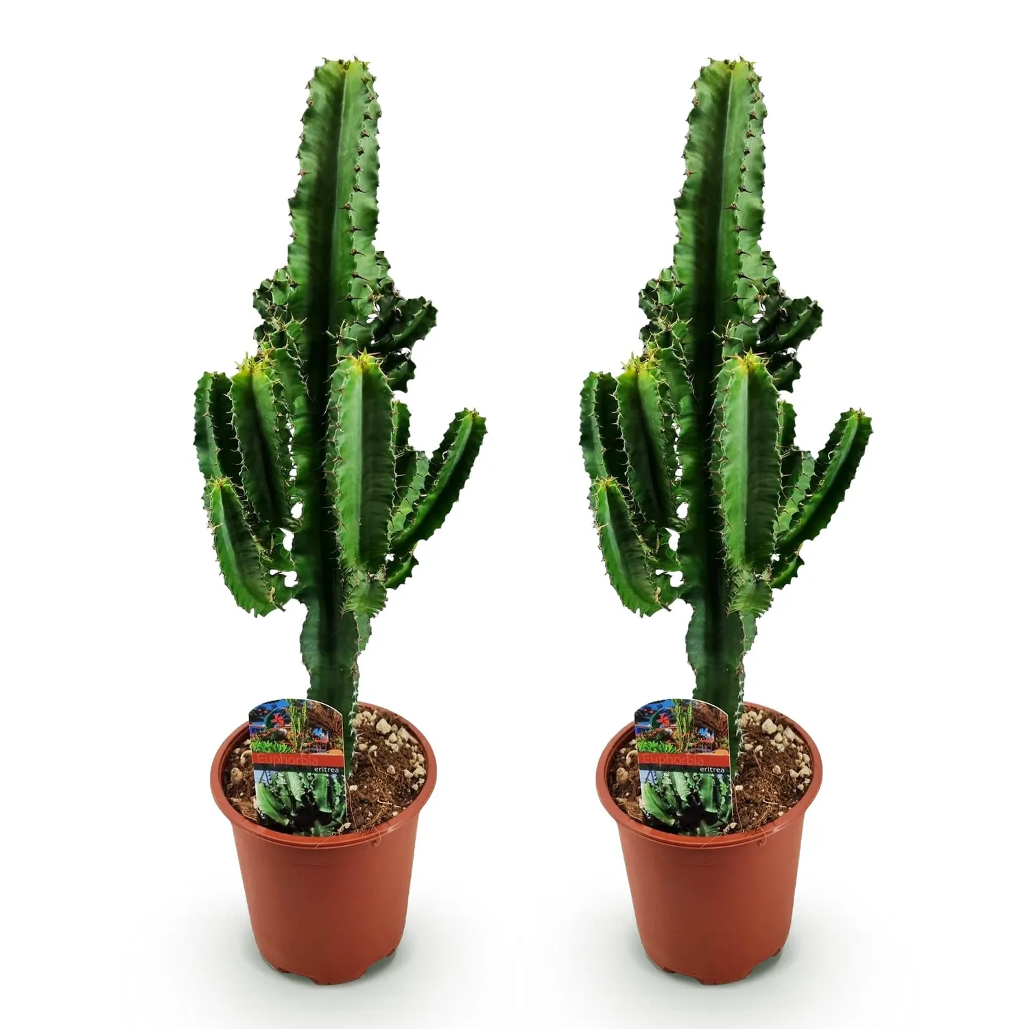 Plant and Stories Euphorbia Eritrea plante d'intérieur 1 plante 60 cm