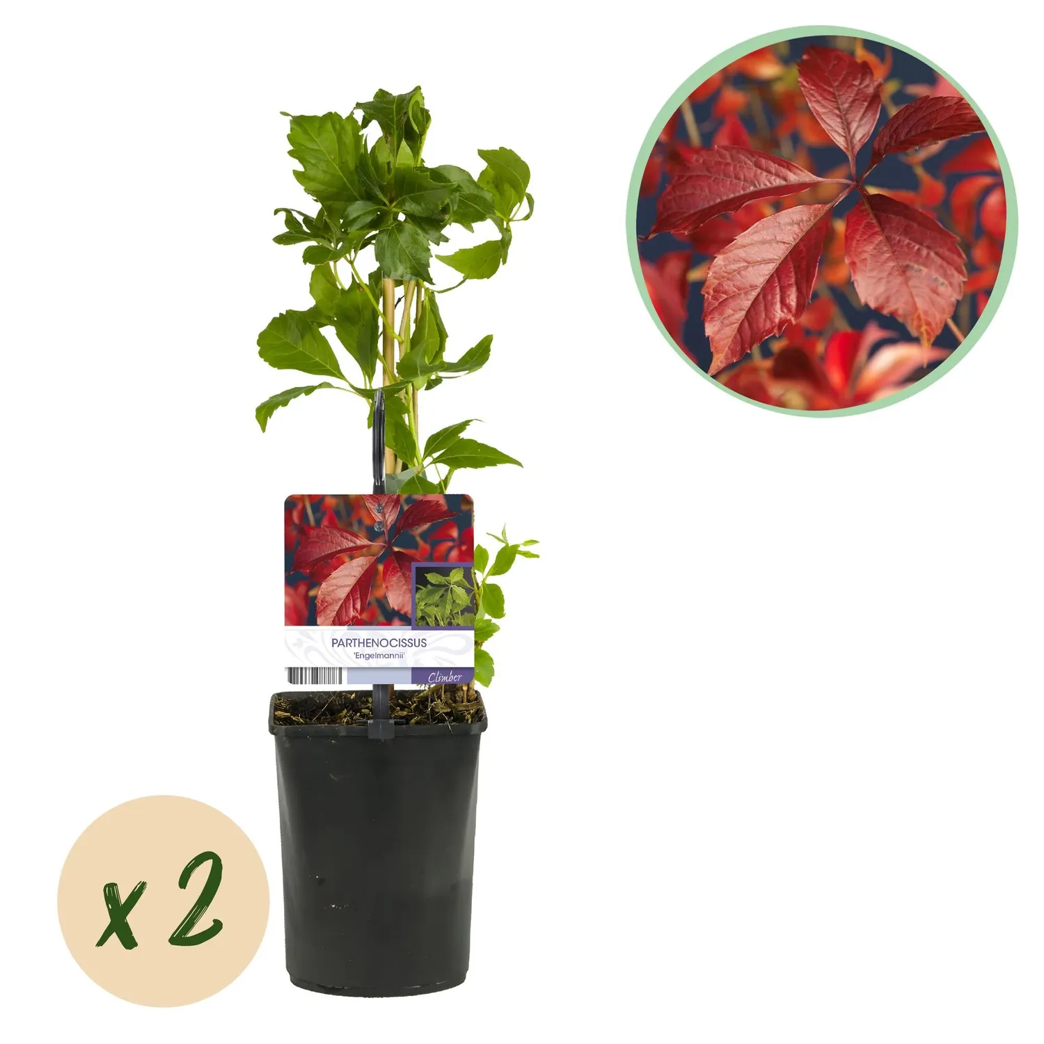 Plant and Stories Vigne Vierge Parthenocissus grimpante lot 2 pots 11 cm