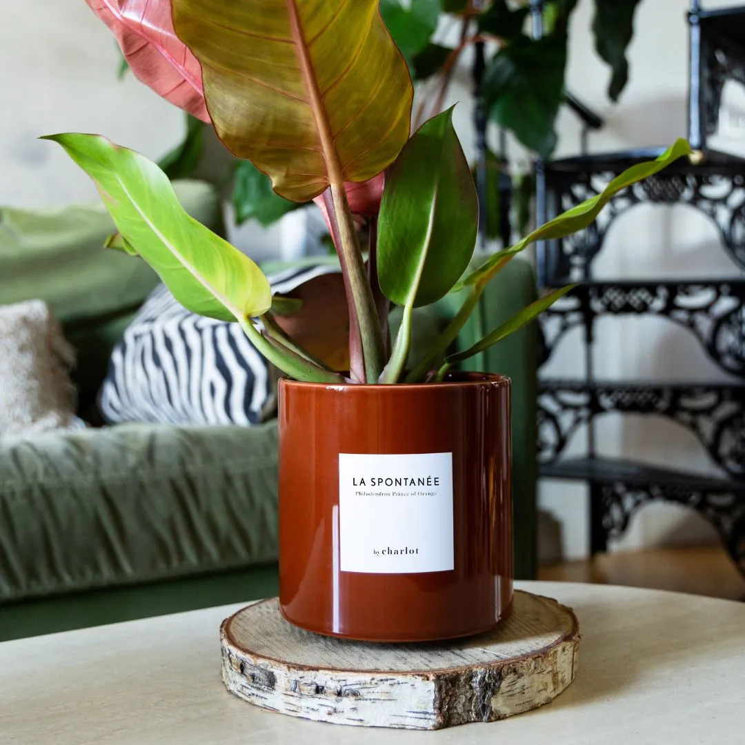 By Charlot Céramique Marron Fauve Cache-pot 14 cm