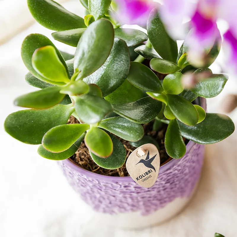 Plant and Stories Vienna orchidée Phalaenopsis violette coffret cadeau
