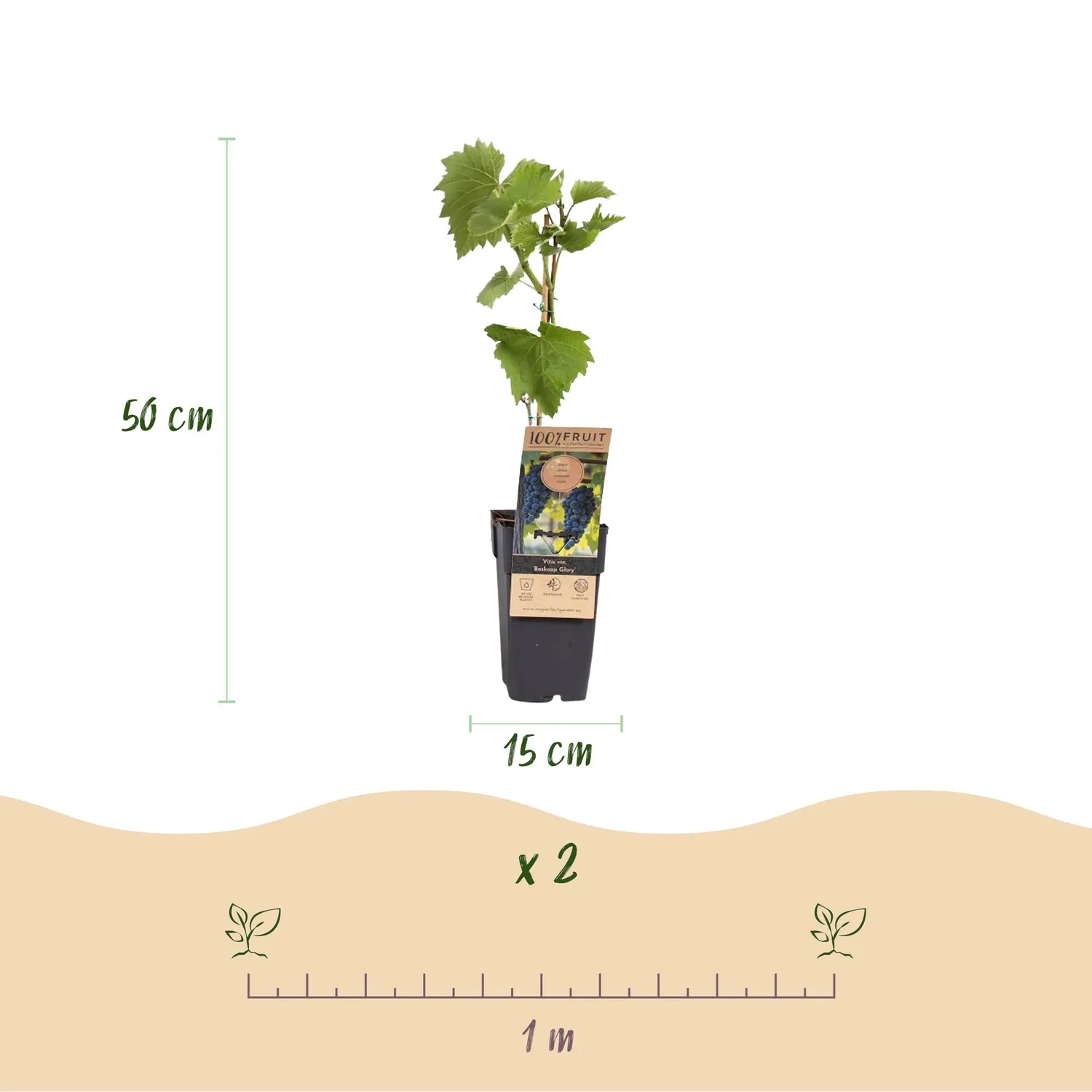 PLANT AND STORIES Vigne Boskoop Glory 2 plants raisin bleu