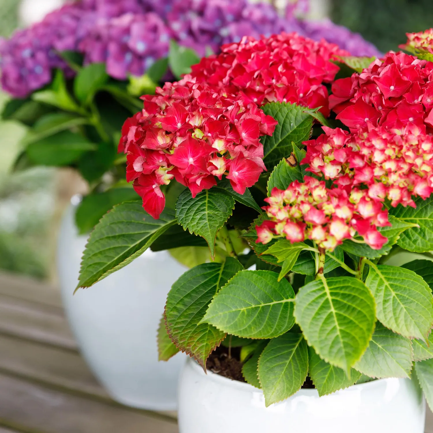 Plant and Stories Forever Ever hortensia bleu 23 cm 1 plant
