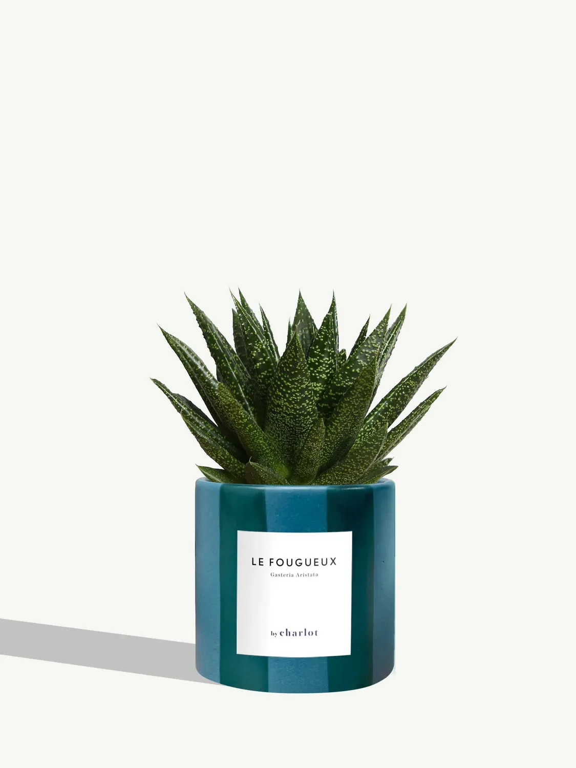 By Charlot Le Fougueux gasteria succulente pot 10 cm