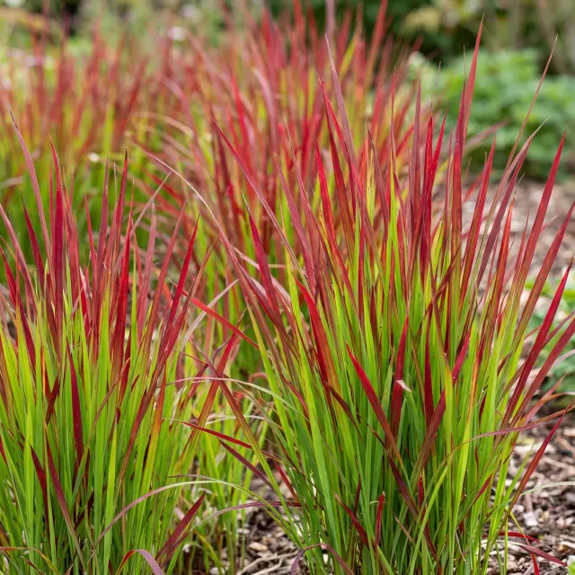 Plant and Stories Imperata Red Baron graminée 1 plant rouge