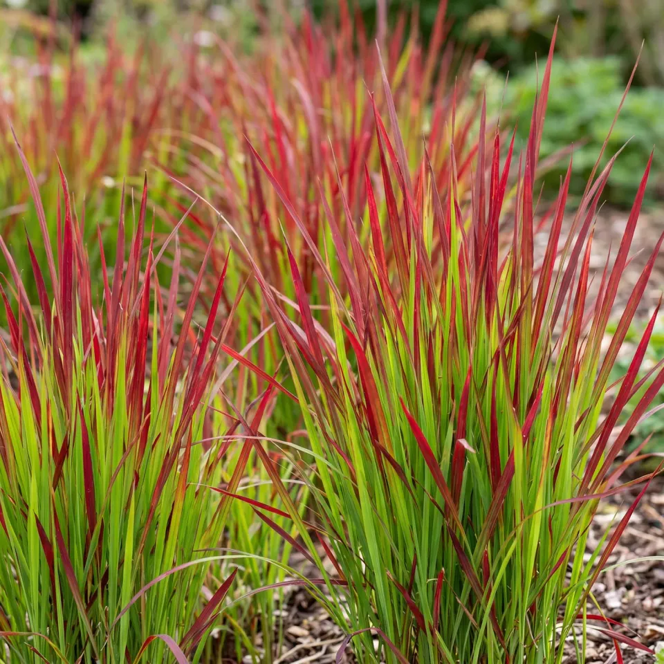 Plant and Stories Imperata Red Baron graminée 1 plant rouge