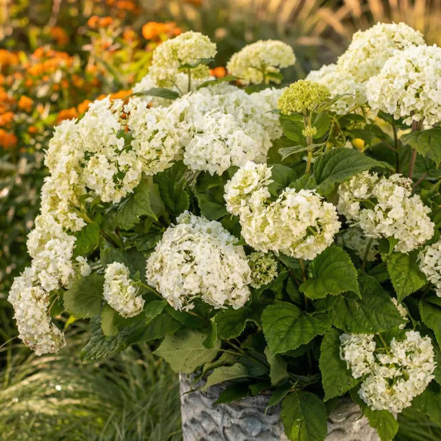 Plant and Stories FlowerWOW hortensia blanc pot 14 cm 1 plant
