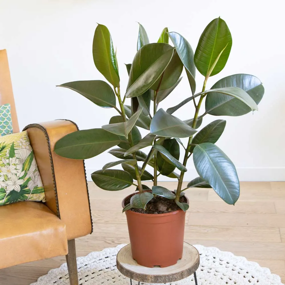 Réconciliation Végétale Côme ficus elastica plante verte 3 pieds facile